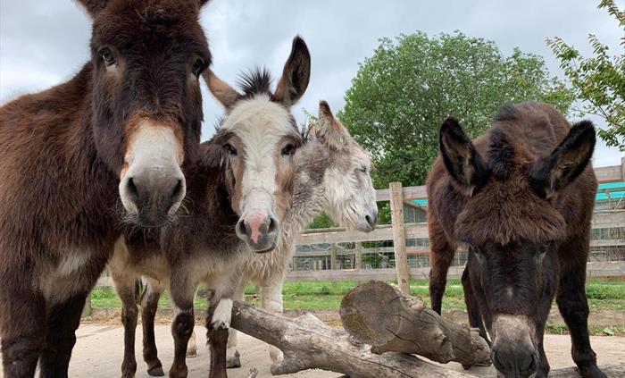 Four donkeys. The two on the left are looking at the camera. Logs are in the forefront of the photograph.